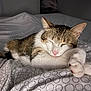 cat, sleeping, tabby, white_fur, pet, bed, blanket, cozy, indoor, resting, paws, fur, cute, animal, mammal, domestic, relaxation, peaceful, soft_light, patterned_bedspread