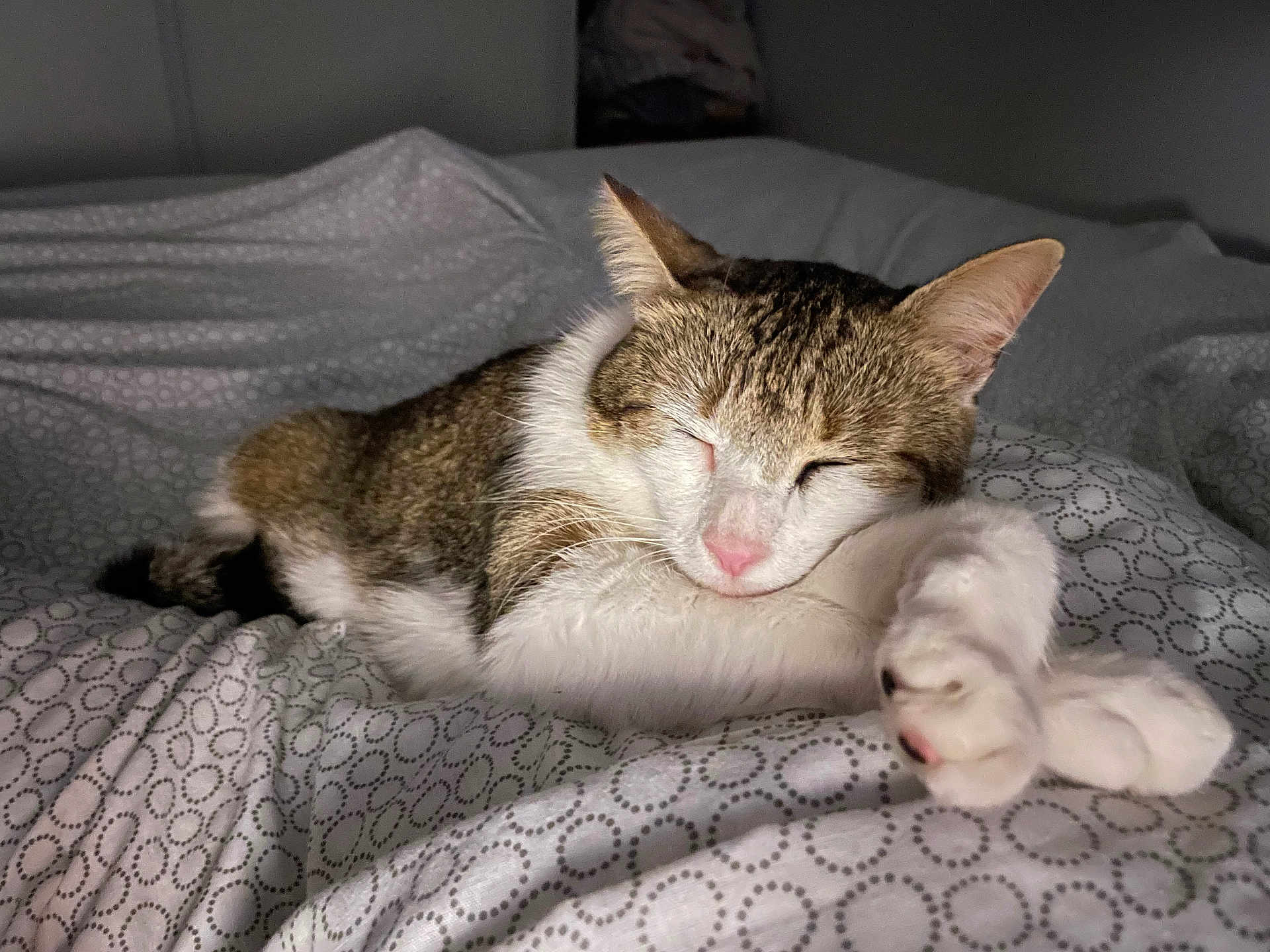 Ninou a rejoint le concours — aidez-le/la à gagner de superbes lots ! cat, sleeping, tabby, white_fur, pet, bed, blanket, cozy, indoor, resting, paws, fur, cute, animal, mammal, domestic, relaxation, peaceful, soft_light, patterned_bedspread