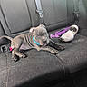 puppy, dog, car_seat, leash, water_bottle, pet_hair, blue_collar, gray_dog, tongue_out, backseat, vehicle_interior, seatbelt, relaxing, young_dog, canine, pet, domestic_animal, resting, indoor, closeup