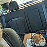 dog, beagle, sleeping, car_interior, backseat, seat_belt, headrest, sunlight, resting, collar, pet, animal, domestic_animal, canine, vehicle, window, travel, relaxation, leisure, companion