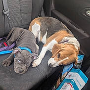 Gaïa a rejoint le concours — aidez-le/la à gagner de superbes lots ! dog, puppy, car_interior, seat, collar, leash, pet_hair, resting, animal, canine, backseat, door_handle, shopping_bag, relaxing, two_dogs, black_seat, brown_white_dog, gray_puppy, vehicle, domestic_animal