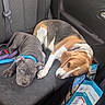dog, puppy, car_interior, seat, collar, leash, pet_hair, resting, animal, canine, backseat, door_handle, shopping_bag, relaxing, two_dogs, black_seat, brown_white_dog, gray_puppy, vehicle, domestic_animal