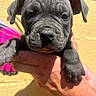 puppy, dog, black_dog, close_up, hand, person, yellow_wall, butterfly_decoration, outdoor, sunlight, pet, cute, animal, young_animal, portrait, mammal, paw, ears, nose, wrinkles