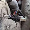 puppy, dog, couch, toy, bone, collar, colorful, striped, pet, canine, indoor, cozy, relaxed, blanket, fur, paw, animal, comfort, resting, playful