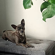Tia a rejoint le concours — aidez-le/la à gagner de superbes lots ! animal, architecture, building, bulldog, canine, chihuahua, couch, dog, flower, frenchbulldog, furniture, green, indoors, leaf, livingroom, pet, plant, pottedplant, puppy, room