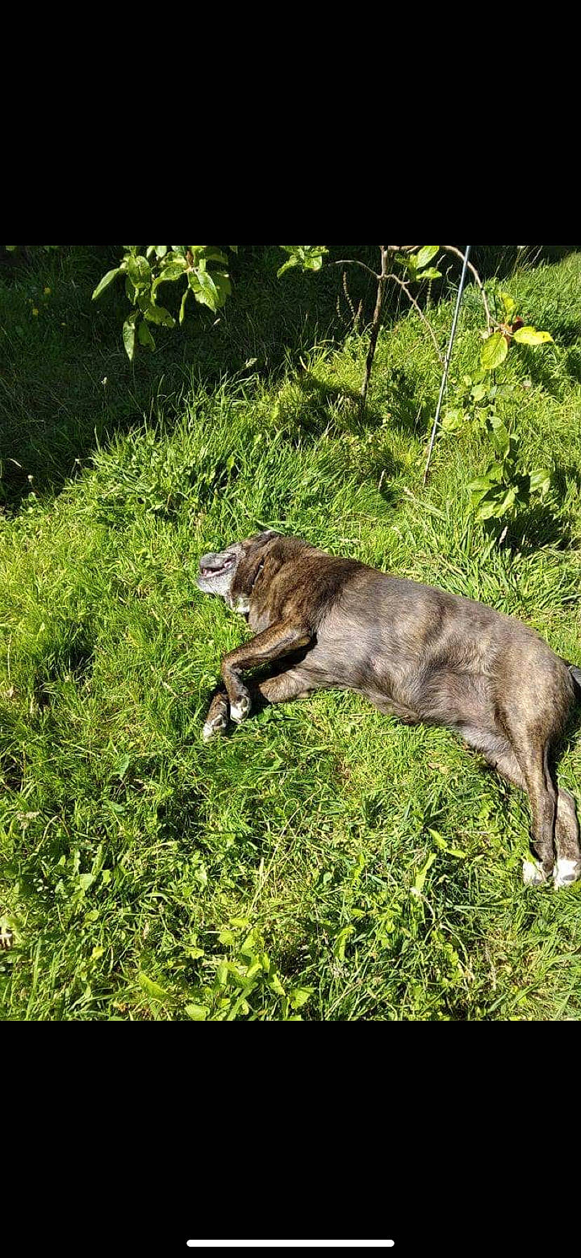 Myrtille participe au concours pour gagner de l'argent avec cette photo : canidae, carnivore, dog_breed, fawn, felidae, fur, grass, grassland, groundcover, plant, small_to_medium_sized_cats, sporting_group, tail, terrestrial_animal, terrestrial_plant, whiskers, wildlife