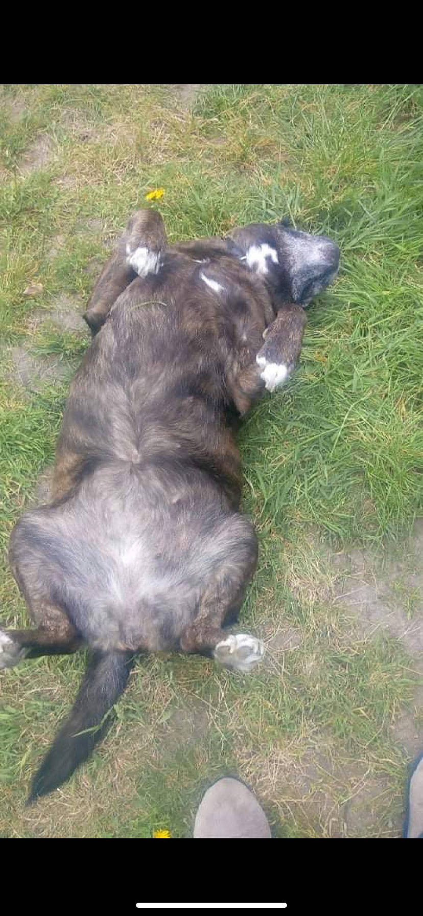 Myrtille participe au concours pour gagner de l'argent avec cette photo : bovine, canidae, carnivore, companion_dog, dog, dog_breed, fawn, fur, grass, grassland, groundcover, liver, livestock, non_sporting_group, pasture, snout, sporting_group, tail, terrestrial_animal, working_animal