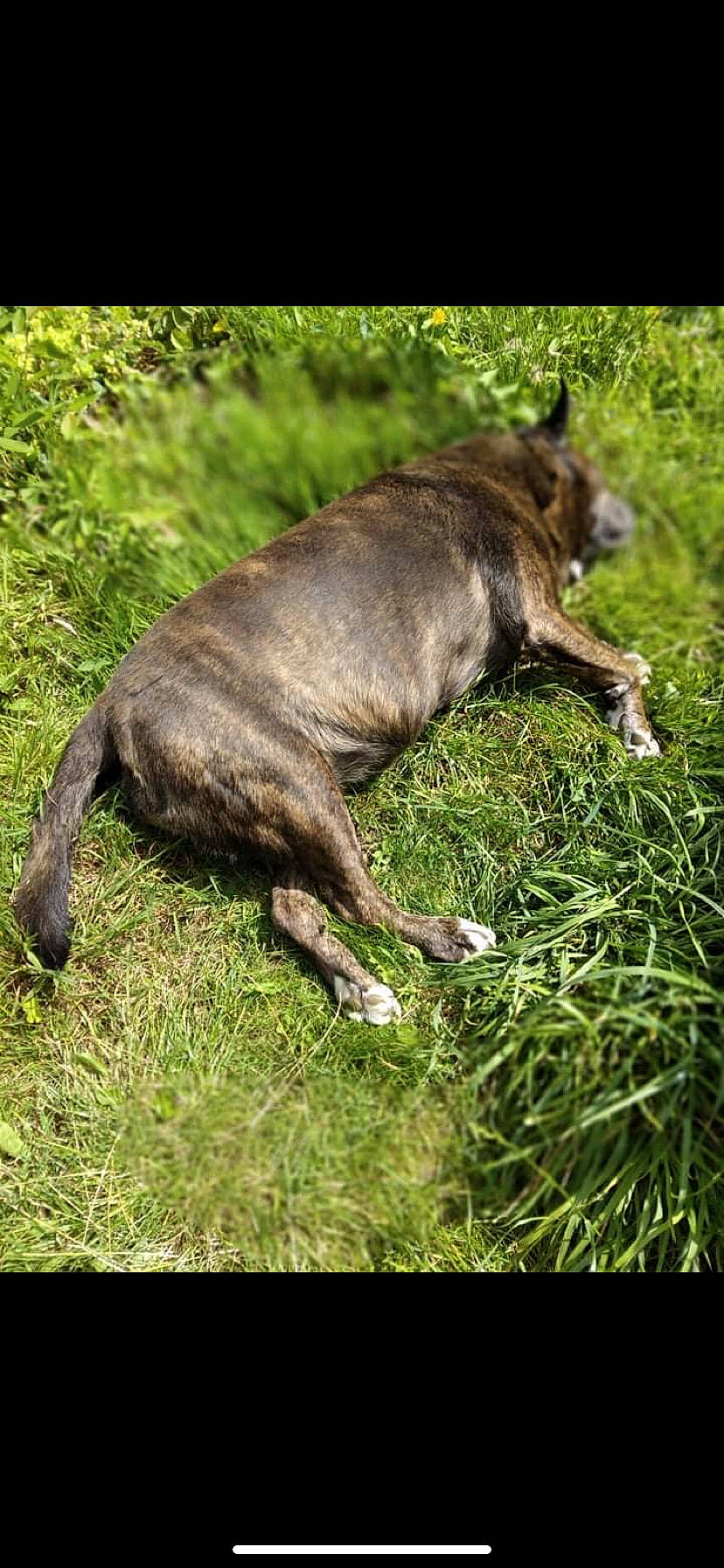Myrtille participe au concours pour gagner de l'argent avec cette photo : canidae, carnivore, collar, companion_dog, dog, dog_breed, dogo_sardesco, fawn, fur, grass, groundcover, hunting_dog, liver, plant, snout, sporting_group, tail, terrestrial_animal, whiskers, working_animal