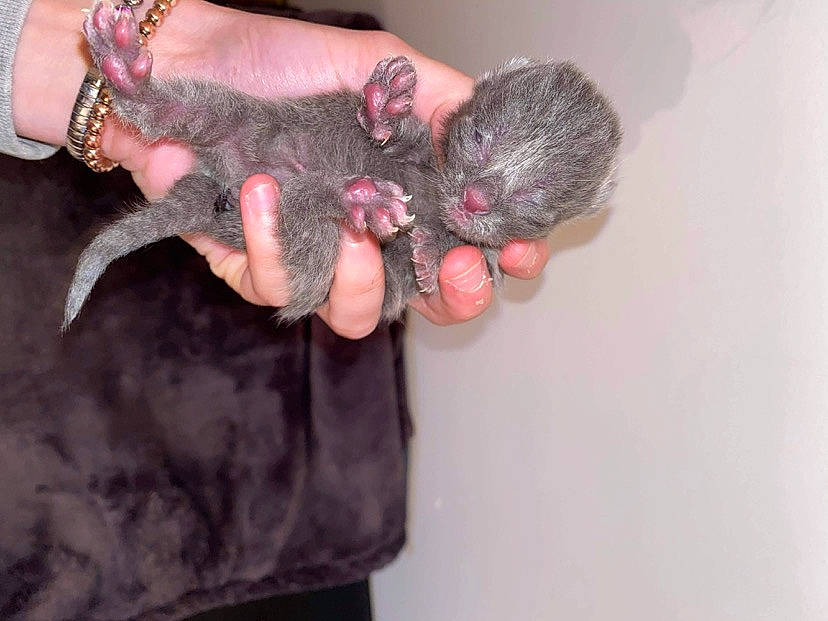 Ruby participe au concours pour gagner de l'argent avec cette photo : canidae, carnivore, claw, comfort, dog_breed, fawn, felidae, finger, foot, fur, gesture, nail, paw, small_to_medium_sized_cats, snout, sporting_group, tail, whiskers, wool, wrist