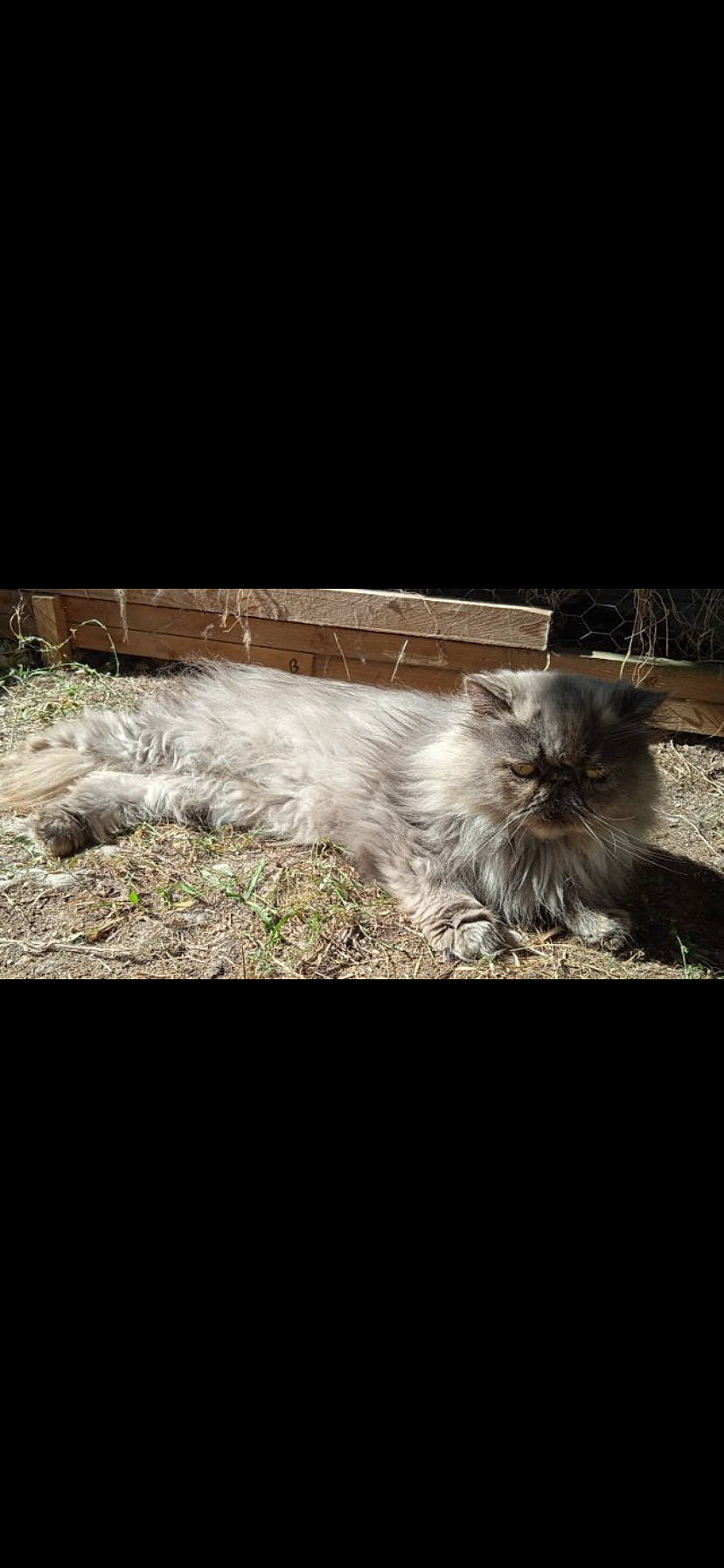 Biscotte participe au concours pour gagner de l'argent avec cette photo : canidae, carnivore, cat, companion_dog, darkness, dog_breed, felidae, fur, grass, night, paw, plant, ragdoll, small_to_medium_sized_cats, sporting_group, tail, whiskers, wing, wood