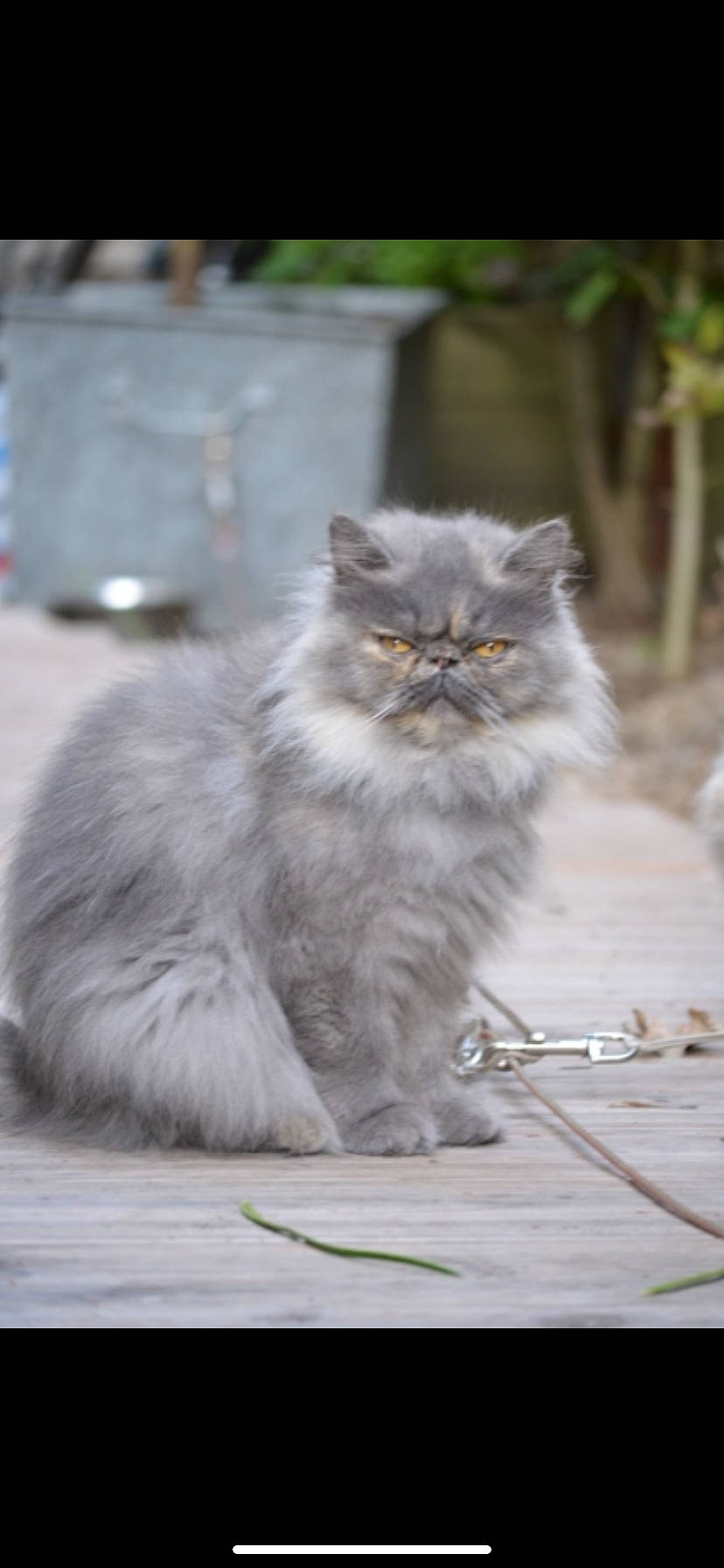 Biscotte a rejoint le concours — aidez-le/la à gagner de superbes lots ! asphalt, british_longhair, carnivore, cat, fawn, felidae, flooring, fur, grass, grey, motor_vehicle, persian, plant, road_surface, sitting, small_to_medium_sized_cats, snout, tail, terrestrial_animal, whiskers