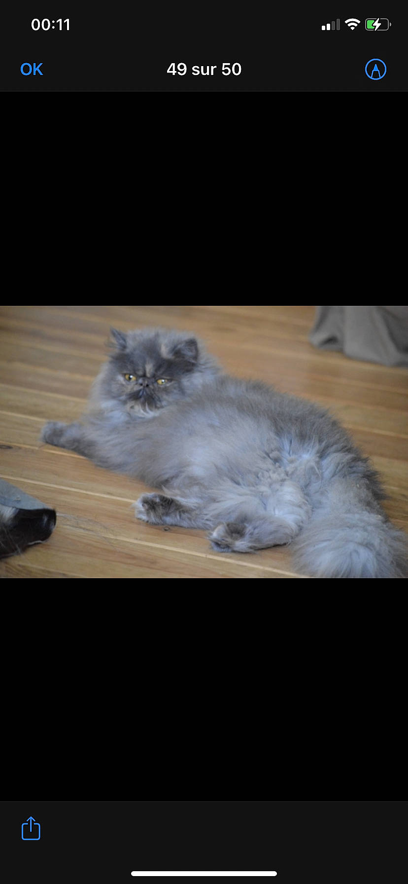 Biscotte a rejoint le concours — aidez-le/la à gagner de superbes lots ! carnivore, cat, fawn, felidae, flooring, fur, grey, hardwood, paw, persian, small_to_medium_sized_cats, terrestrial_animal, whiskers, wood, wood_stain