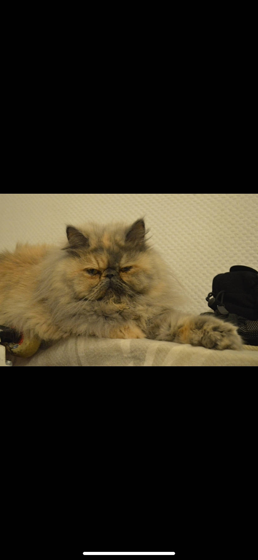 Pastel participe au concours pour gagner de l'argent avec cette photo : british_longhair, canidae, carnivore, cat, comfort, companion_dog, dog_breed, fawn, felidae, fur, grey, norwegian_forest_cat, sky, small_to_medium_sized_cats, tail, terrestrial_animal, whiskers, wildlife, window, winter