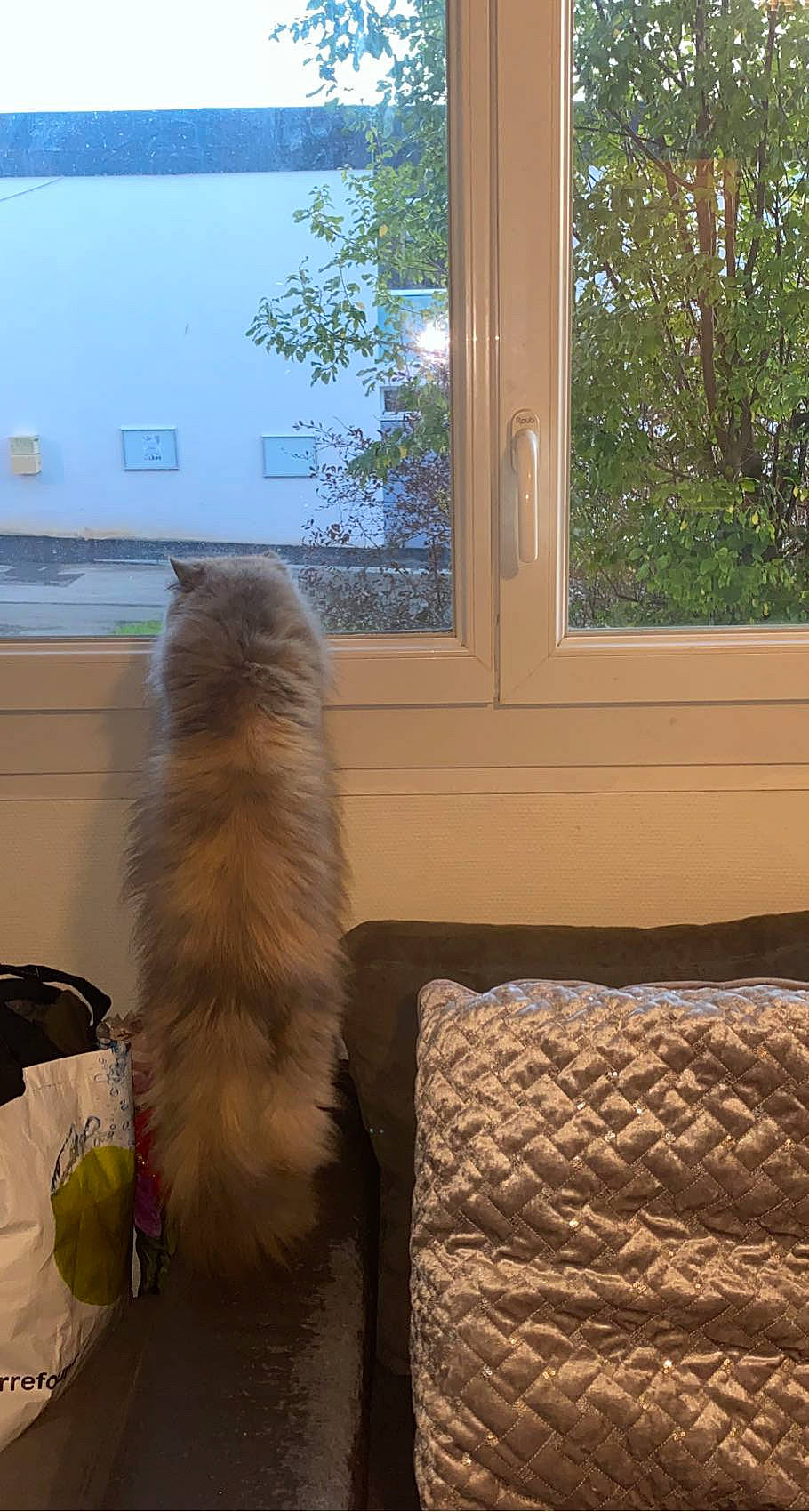 Pastel participe au concours pour gagner de l'argent avec cette photo : canidae, carnivore, cat, comfort, fawn, felidae, flooring, fur, hardwood, house, plant, room, shade, small_to_medium_sized_cats, snout, tail, tree, whiskers, window, wood