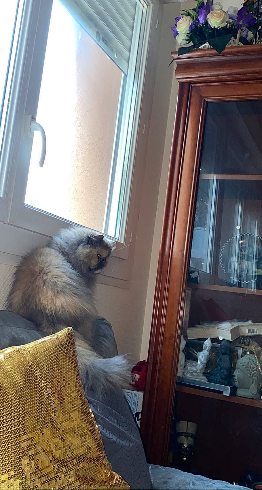 Pastel participe au concours pour gagner de l'argent avec cette photo : blue, carnivore, cat, comfort, door, fawn, felidae, flooring, glass, grey, hardwood, house, interior_design, living_room, room, small_to_medium_sized_cats, tail, whiskers, window, wood