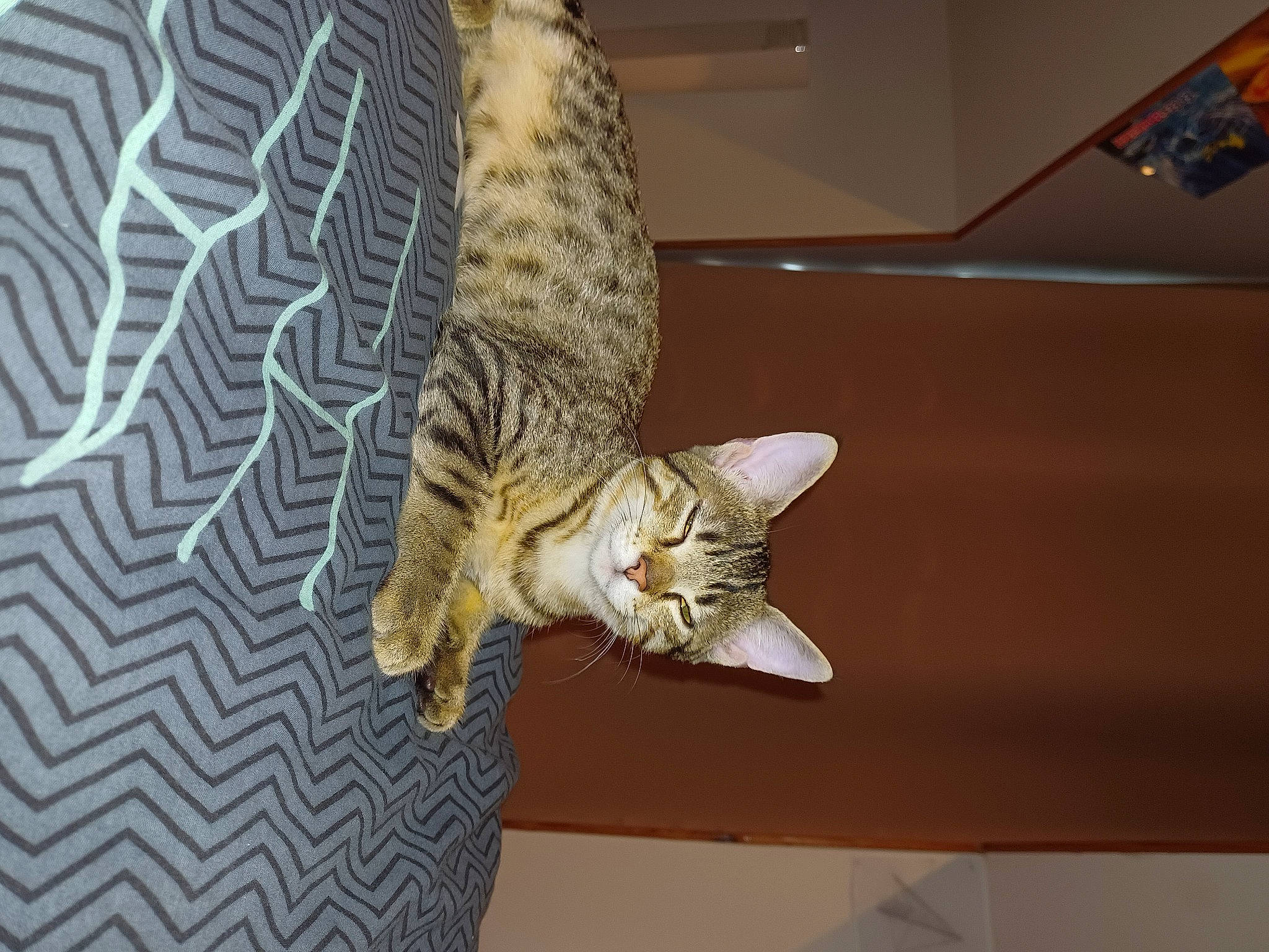 Chamallow participe au concours pour gagner de l'argent avec cette photo : carnivore, cat, claw, comfort, couch, domestic_short_haired_cat, felidae, fur, pattern, paw, room, small_to_medium_sized_cats, tail, tree, whiskers, window, wood