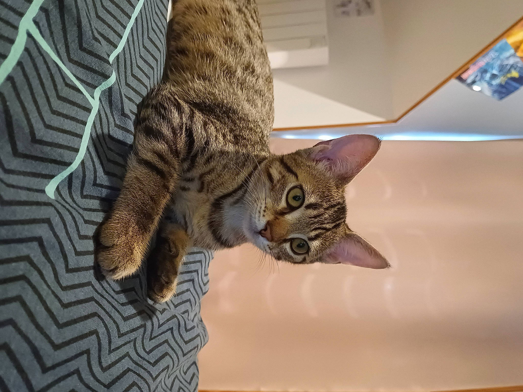 Chamallow a rejoint le concours — aidez-le/la à gagner de superbes lots ! carnivore, cat, claw, domestic_short_haired_cat, felidae, flooring, fur, paw, small_to_medium_sized_cats, snout, tail, terrestrial_animal, whiskers, wildlife, wood