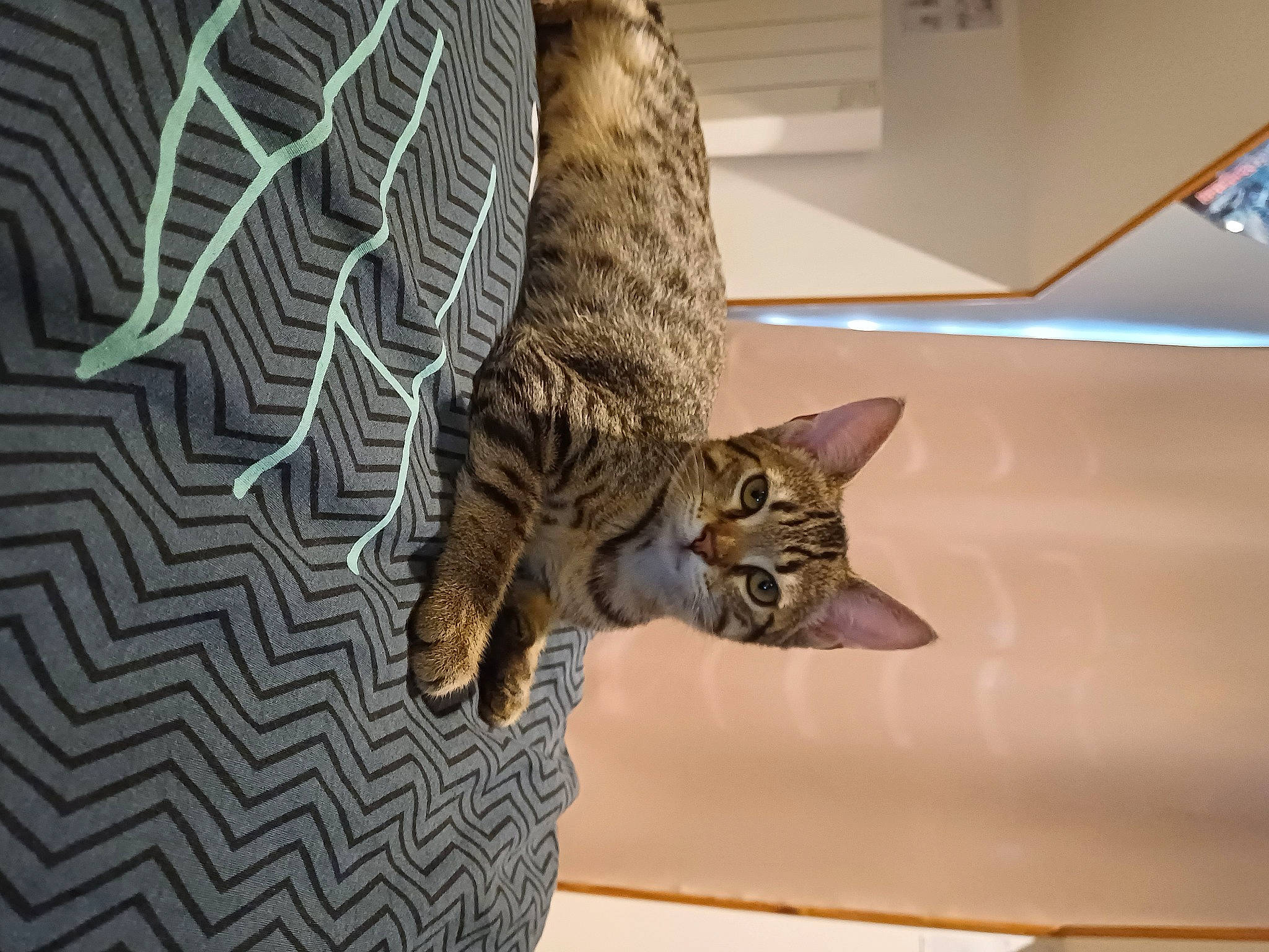 Chamallow participe au concours pour gagner de l'argent avec cette photo : carnivore, cat, comfort, domestic_short_haired_cat, door, felidae, fur, military_camouflage, pattern, plant, room, small_to_medium_sized_cats, snout, tail, terrestrial_animal, tree, whiskers, wildlife, wood