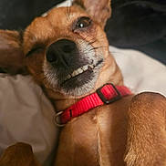 Lola joined the competition — help win amazing prizes! dog, pet, animal, close_up, smile, teeth, collar, red_collar, fur, whiskers, lying_down, playful, cute, small_dog, canine, face, nose, ear, tongue_hidden, expression