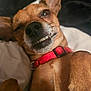 dog, pet, animal, close_up, smile, teeth, collar, red_collar, fur, whiskers, lying_down, playful, cute, small_dog, canine, face, nose, ear, tongue_hidden, expression