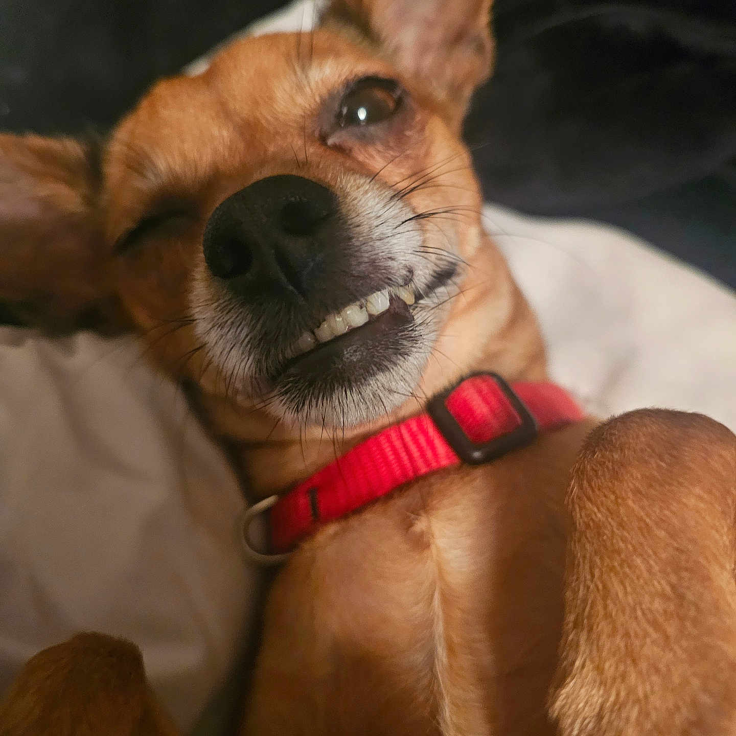 Lola joined the competition — help win amazing prizes! animal, canine, close_up, collar, cute, dog, ear, expression, face, fur, lying_down, nose, pet, playful, red_collar, small_dog, smile, teeth, tongue_hidden, whiskers