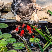 Izzy joined the competition — help win amazing prizes! dog, pond, koi_fish, water, lily_pads, rocks, outdoor, nature, animal, pet, curious, sunlight, greenery, stone, water_plants, summer, reflection, close_up, daytime, peaceful