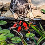 dog, pond, koi_fish, water, lily_pads, rocks, outdoor, nature, animal, pet, curious, sunlight, greenery, stone, water_plants, summer, reflection, close_up, daytime, peaceful