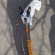 Jingle Bells is registered to the contest to win money with this photo: dog, leash, pavement, shadow, black_and_white, tail, ears, happy, pet, animal, outdoor, footwear, sneakers, sunlight, walking, playful, cute, companion, canine, smiling