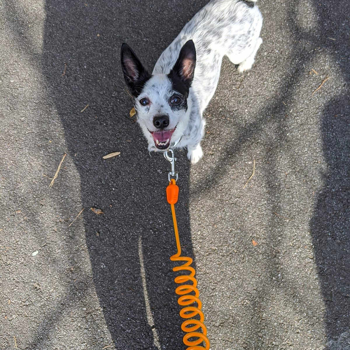 Jingle Bells is registered to the contest to win money with this photo: animal, black_and_white, canine, companion, cute, dog, ears, footwear, happy, leash, outdoor, pavement, pet, playful, shadow, smiling, sneakers, sunlight, tail, walking