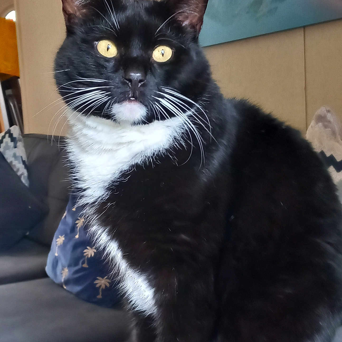 Oreo joined the competition — help win amazing prizes! animal, black_fur, cat, closeup, couch, cozy, cute, domestic_cat, fur, furniture, indoor, living_room, pet, portrait, sitting, tuxedo_cat, whiskers, white_fur, yellow_eyes