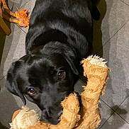 Talia a rejoint le concours — aidez-le/la à gagner de superbes lots ! black_dog, dog, pet, toy, plush_toy, torn_toy, indoor, floor, tile_floor, playful, looking_up, rope_toy, canine, animal, mammal, companion, cute, pet_toy, chewed_toy, domestic_animal