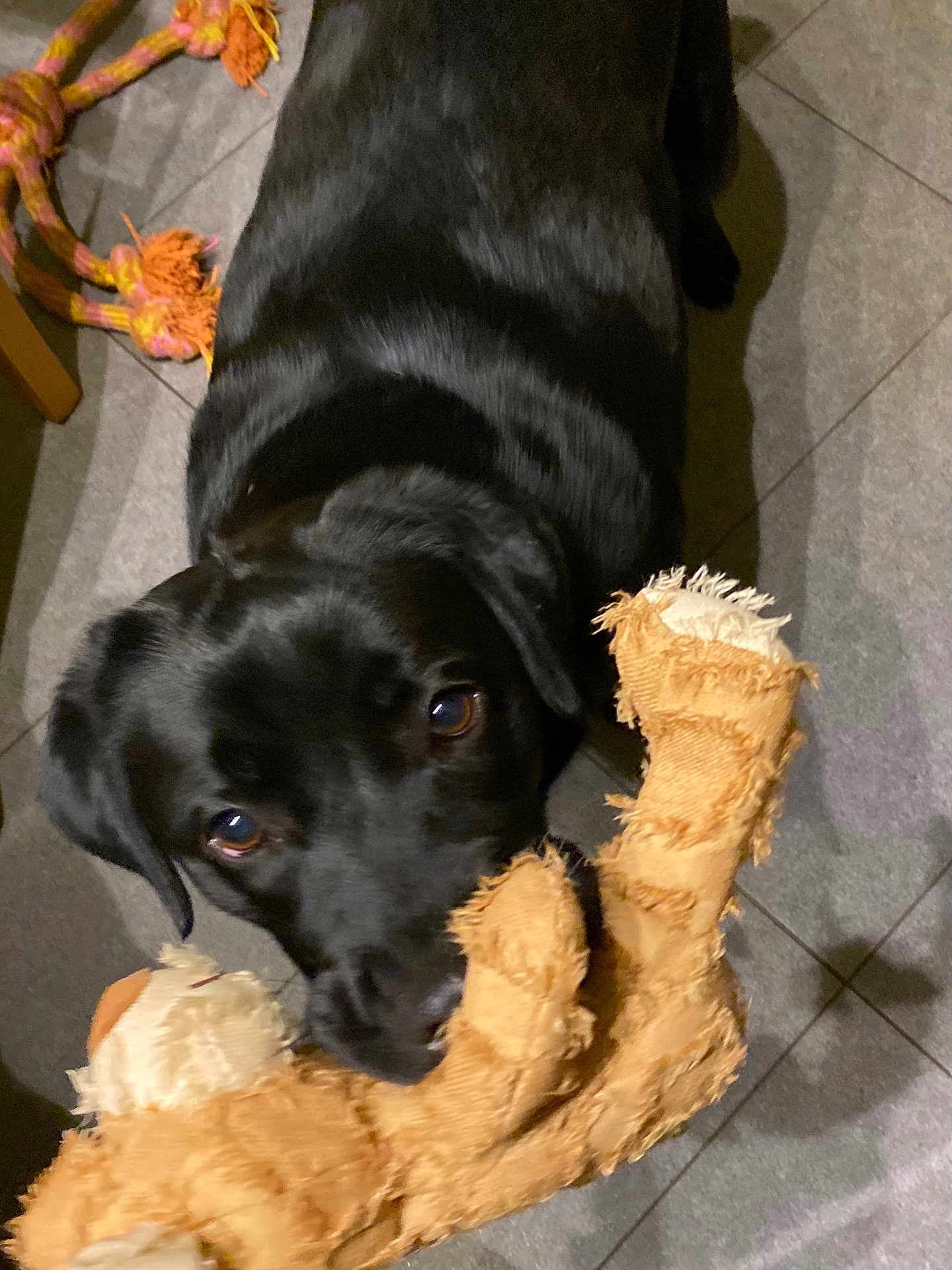 Talia a rejoint le concours — aidez-le/la à gagner de superbes lots ! black_dog, dog, pet, toy, plush_toy, torn_toy, indoor, floor, tile_floor, playful, looking_up, rope_toy, canine, animal, mammal, companion, cute, pet_toy, chewed_toy, domestic_animal