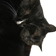 Nero. Et Kitty participe au concours pour gagner de l'argent avec cette photo : animal, blackcat, cat, kitten, manx, pet