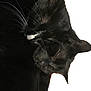 animal, blackcat, cat, kitten, manx, pet