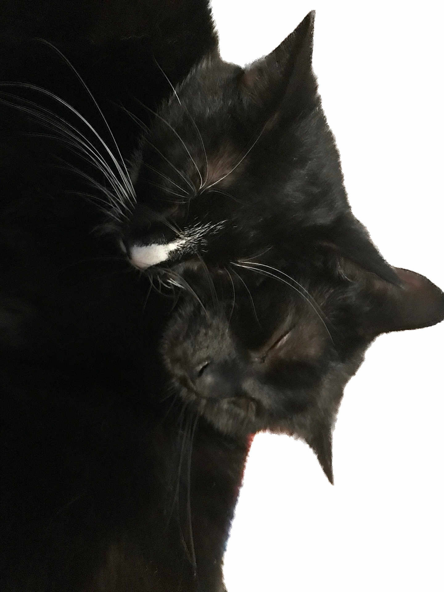 Nero. Et Kitty