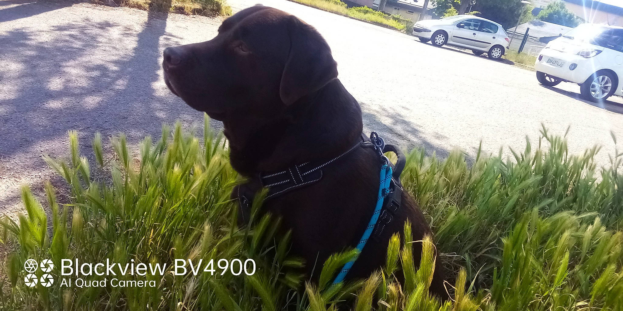 Maverick participe au concours pour gagner de l'argent avec cette photo : borador, canidae, car, carnivore, collar, companion_dog, dog, dog_breed, dog_collar, fawn, grass, gun_dog, pet_supply, plant, snout, tire, tree, vehicle, wheel, working_animal