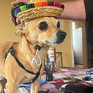 Indien participe au concours pour gagner de l'argent avec cette photo : animal, architecture, building, canine, clothing, diningroom, diningtable, dog, face, furniture, hat, head, indoors, person, pet, photography, portrait, puppy, room, table