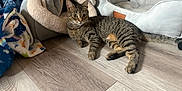 Mammas is registered to the contest to win money with this photo: alert, animal, blanket, cat, cozy, curious, domestic, ears, floor, furniture, home, indoor, lying_down, pet_bed, relaxed, striped, tabby, tail, whiskers, wooden_floor