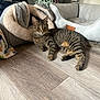 alert, animal, blanket, cat, cozy, curious, domestic, ears, floor, furniture, home, indoor, lying_down, pet_bed, relaxed, striped, tabby, tail, whiskers, wooden_floor