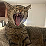 Mammas joined the competition — help win amazing prizes! animal, bed, cat, close_up, comfortable, cozy, domestic_cat, feline, fluffy, fur, indoor, mouth_open, pet, relaxed, sleepy, tabby, teeth, tongue, whiskers, yawning