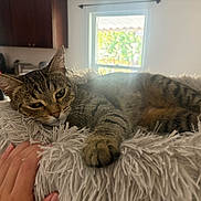 Mammas joined the competition — help win amazing prizes! animal, cat, cozy, domestic, fluffy_bed, fur, furniture, hand, home, indoor, kitchen, paw, pet, relaxed, resting, sleepy, soft_light, tabby, whiskers, window