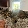 animal, cat, cozy, domestic, fluffy_bed, fur, furniture, hand, home, indoor, kitchen, paw, pet, relaxed, resting, sleepy, soft_light, tabby, whiskers, window