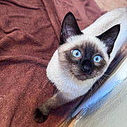 Meeko is registered to the contest to win money with this photo: siamese_cat, cat, blue_eyes, curious, indoor, pet, animal, fur, whiskers, ear, face, looking_up, towel, floor, wall, domestic_cat, close_up, cute, feline, portrait