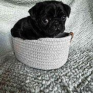 Angel participe au concours pour gagner de l'argent avec cette photo : animal, basket, black_dog, blanket, cozy, cute, dog, fur, indoor, looking, pet, portrait, pug, puppy, sitting, small, snug, soft, textured_blanket, woven_basket