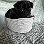 animal, basket, black_dog, blanket, cozy, cute, dog, fur, indoor, looking, pet, portrait, pug, puppy, sitting, small, snug, soft, textured_blanket, woven_basket