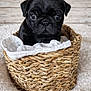 puppy, dog, black_pug, basket, woven_basket, white_cloth, cute, pet, animal, indoor, carpet, wooden_background, small, young, cozy, closeup, portrait, fur, adorable, sitting