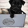 Angel a rejoint le concours — aidez-le/la à gagner de superbes lots ! animal, black_dog, blanket, box, carpet, cozy, curious, cute, dog, fur, indoor, looking, metal_box, paw, pet, pug, puppy, small, wooden_background, young