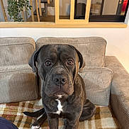 Vega participe au concours pour gagner de l'argent avec cette photo : black, blanket, brown, corduroy, couch, dog, ears, fur, home_interior, indoor, living_room, looking_up, nostrils, pet, plaid, plant, seated, tail, white_spot, wooden_railings