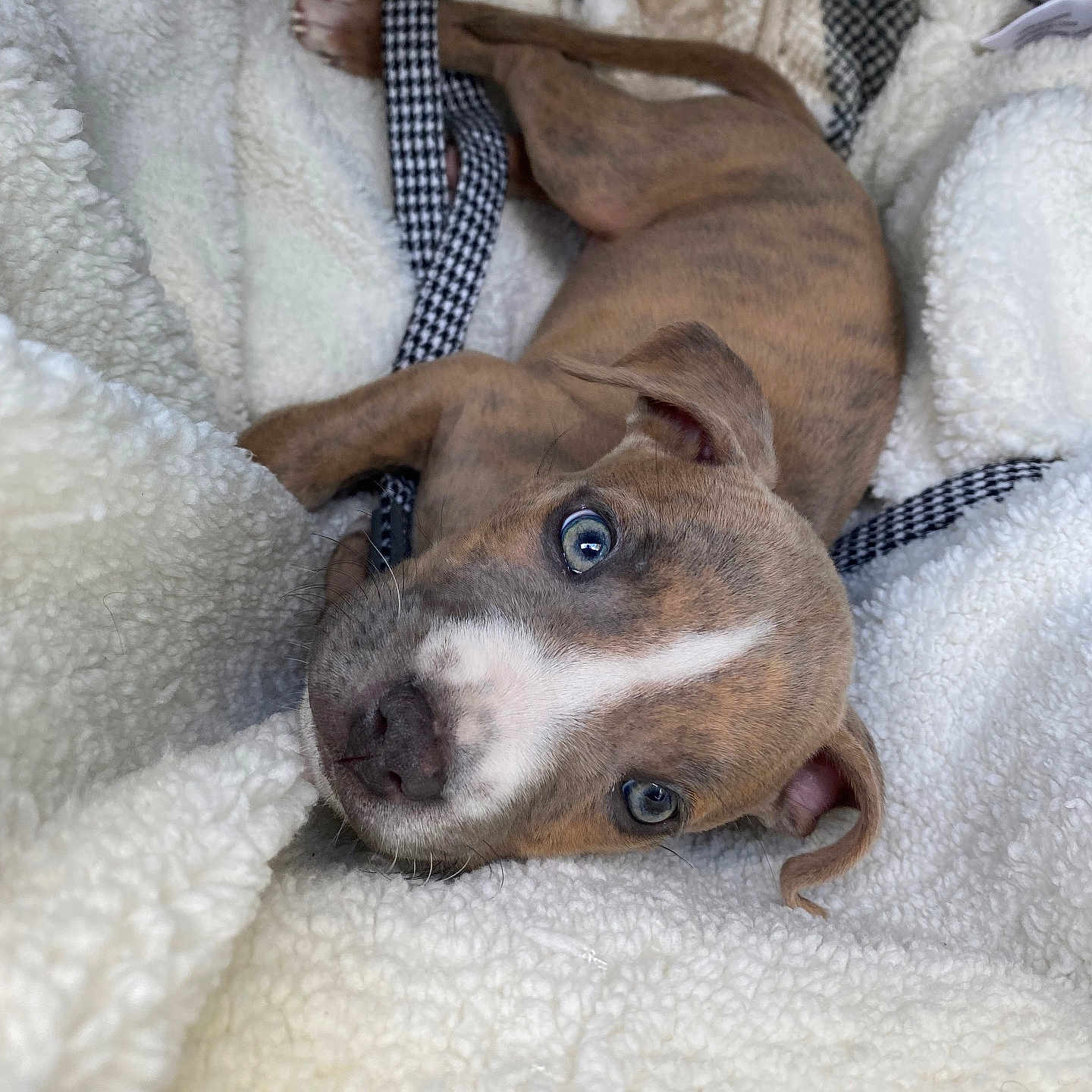 Kobe is registered to the contest to win money with this photo: animal, blanket, boxer, bulldog, canine, dog, face, furniture, head, homedecor, hound, linen, person, pet, photography, pitbull, portrait, puppy, quilt, towel