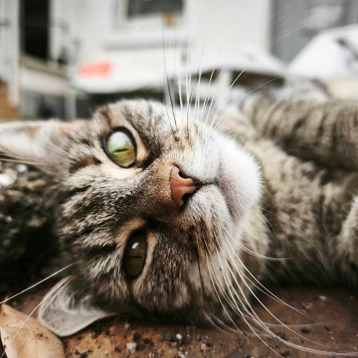 Valerie Ziegler participe au concours pour gagner de l'argent avec cette photo : animal, calm, cat, close_up, domestic, eye, fur, ground, leaf, lying_down, mammal, nature, nose, outdoor, pet, relaxed, sleepy, stone, tabby, whiskers